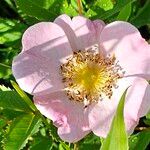 Rosa arkansana Blomst