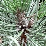 Pinus nigra पत्ता