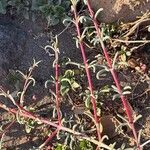 Salsola soda Hoja