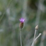 Xeranthemum cylindraceum Kukka