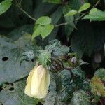 Pavonia schimperiana Flower