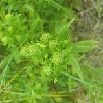 Pedicularis lanceolata Leaf