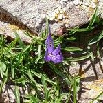 Phyteuma globulariifolium 花