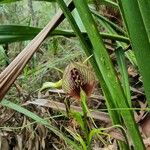 Cryptostylis erecta 花