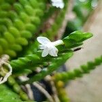 Angraecum distichum Blomst