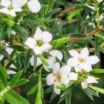 Coleonema album Flor