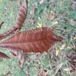 Carya ovata Hoja