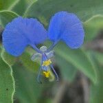 Commelina imberbis 花