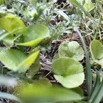 Dichondra carolinensis অভ্যাস