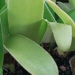 Haemanthus albiflos Hostoa