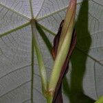 Cecropia insignis Hoja