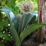 Allium karataviense 整株植物