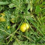 Solanum dasyphyllum 果實