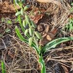 Albuca abyssinica Pokrój