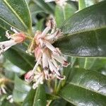 Sarcococca hookeriana Flower