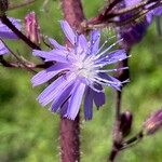 Cicerbita alpina Blomma