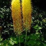 Eremurus stenophyllus Flower