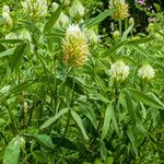 Trifolium pannonicum Leaf