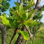 Euclea divinorum Leaf