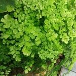 Adiantum raddianum Φύλλο