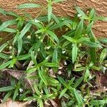 Oldenlandia corymbosa Цвят
