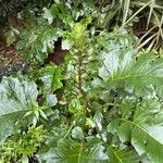 Acanthus spinosus 葉