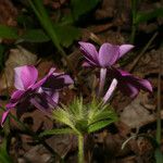 Phlox amoena Kvet