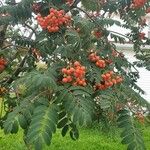 Sorbus aucupariaFruit