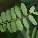 Phyllanthus casticum Lorea