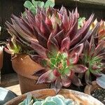 Echeveria affinis Ліст