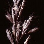 Bromus lanceolatus 果実