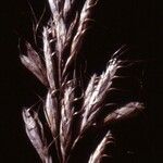 Bromus lanceolatus Fruit