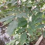 Leea guineensis Leaf