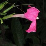 Ruellia elegans Floare