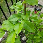 Citrus limon Leaf