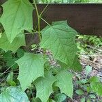 Chenopodiastrum hybridum Leaf