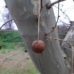 Platanus × hispanica Fruit