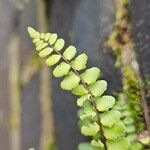 Asplenium trichomanes Φύλλο