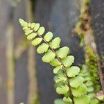 Asplenium trichomanes Лист