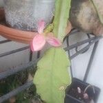 Disocactus phyllanthoides Blatt