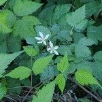 Rubus ursinus Kwiat