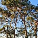 Pinus pinaster പുറംതൊലി