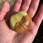 Castanospermum australe Плод