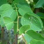 Gouania lupuloides Leaf