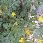 Solanum rostratum List