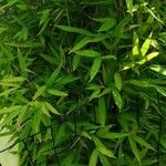 Phyllostachys aurea List