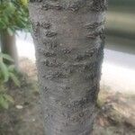 Prunus cerasus Bark