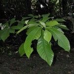 Alseis costaricensis Συνήθη χαρακτηριστικά