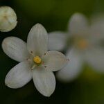 Murraya paniculata Квітка