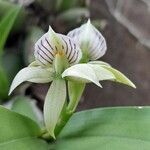 Prosthechea chacaoensis Flower